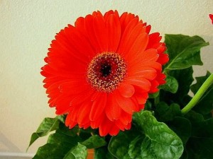 Gerbera