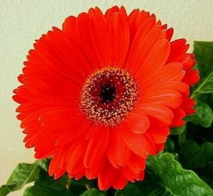 Gerbera