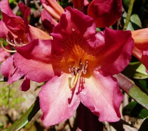 Rhododendron