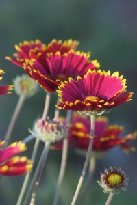 Gaillardia