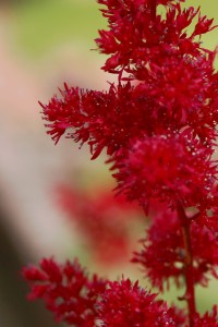 Red flower