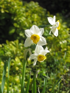 narcissus