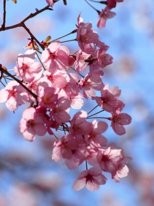 Květy třešně