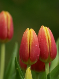 tulip