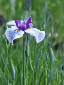 iris