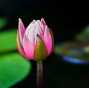 water_lily2