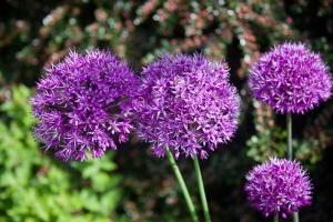 purple_alliums