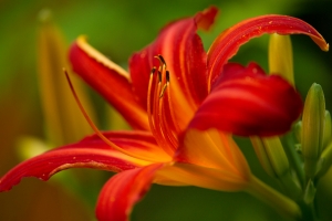 red_day_lily