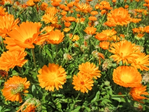 marigold