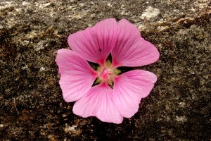 rock-flower