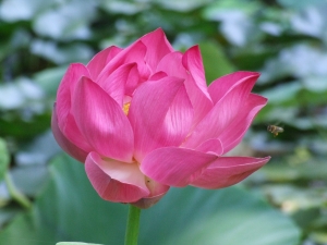 pink-indian-lotus