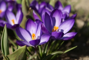 crocus