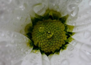 wet_flower