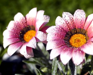 Dva krásné květy v ranním světle