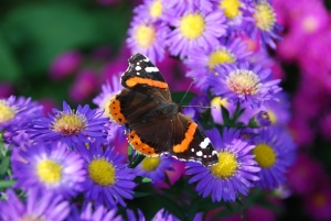 Motýl na květinách