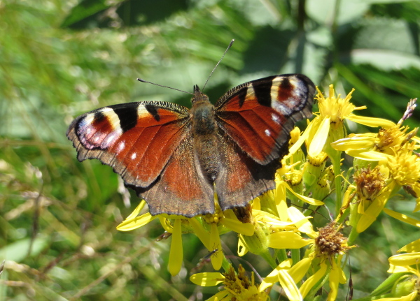 motyl