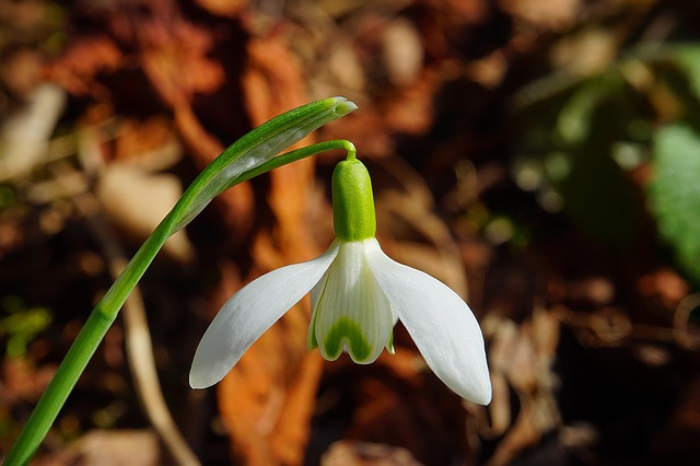 snowdrop