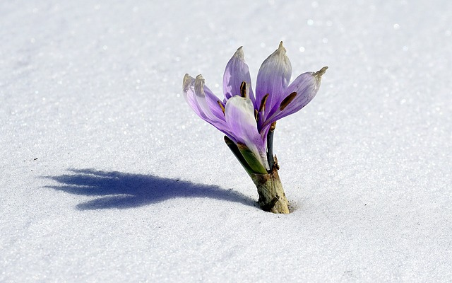 winter-flower