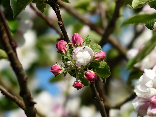 apple-blossom2