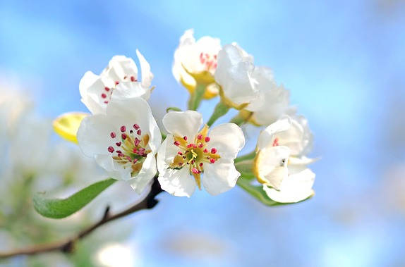 apple-blossoms