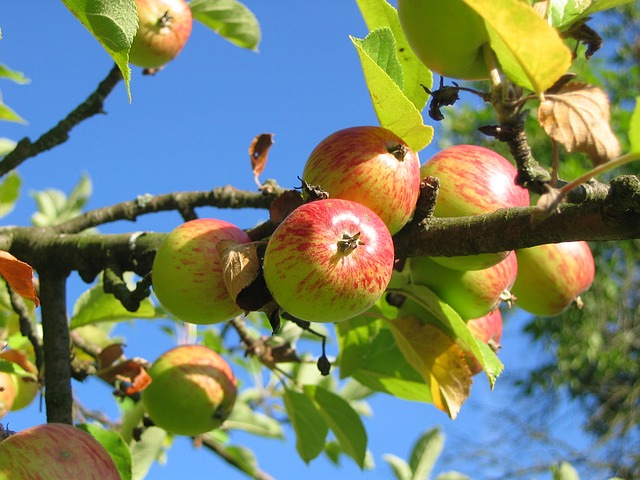 apple-tree