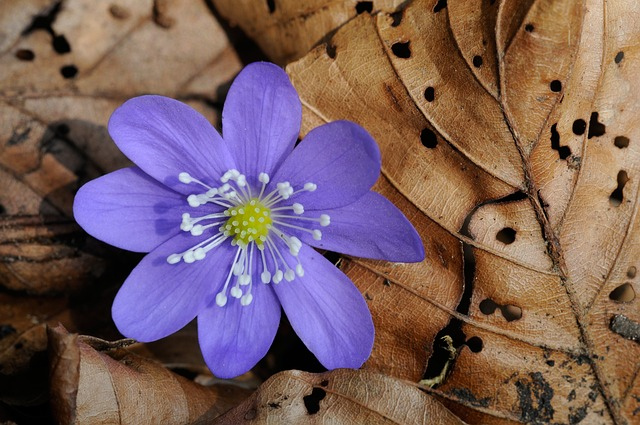 hepatica