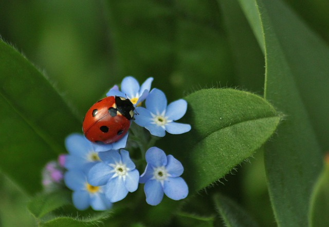 ladybug