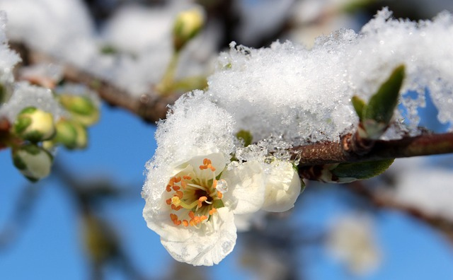 plum-blossom