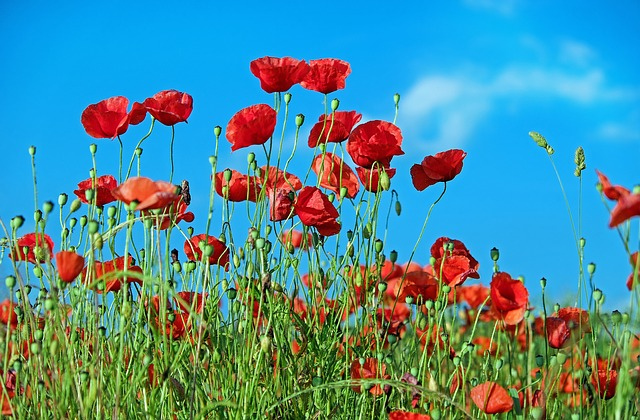 poppy-field