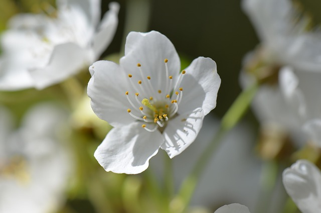 cherry-blossom