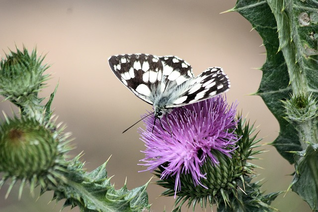 butterfly-thistle