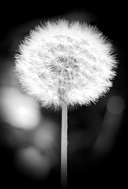 dandelion-BW