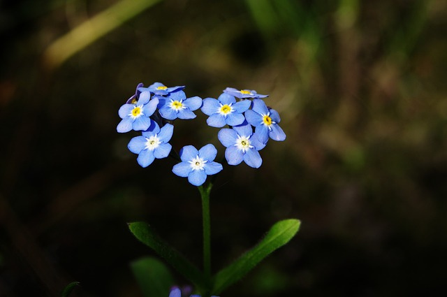 forget-me-not-3