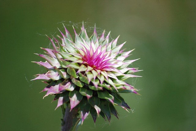 thistle-1