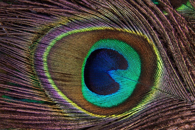 peacock-feather