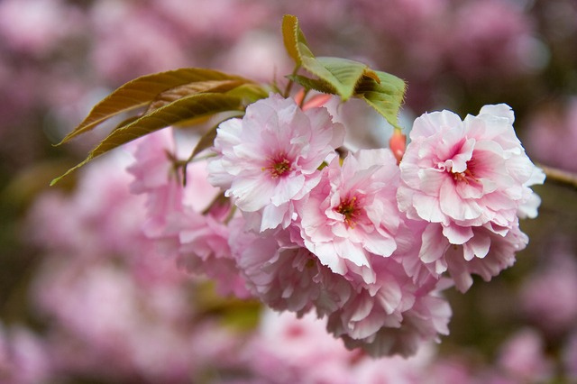 sakura