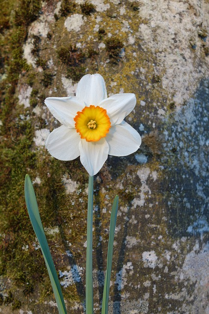 daffodil