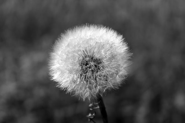 dandelion-bw