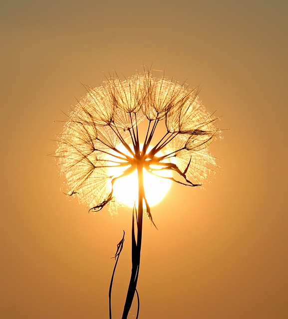 dandelion-sun