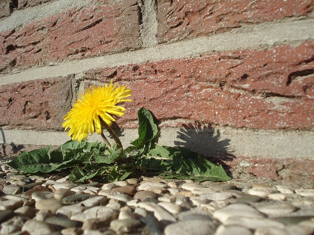 dandelion-wall