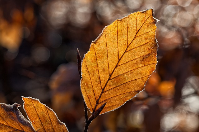 leaves