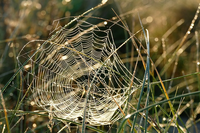 spider-web