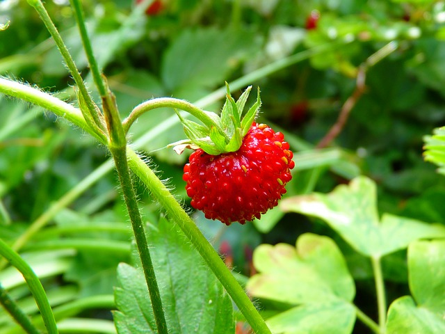 strawberry-summer