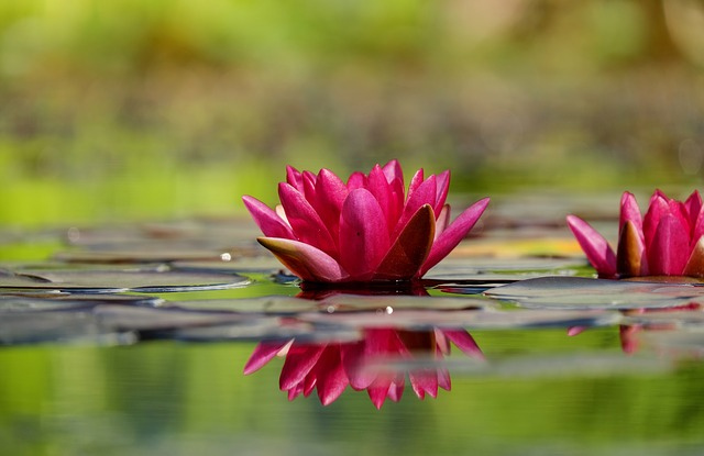 water-lily