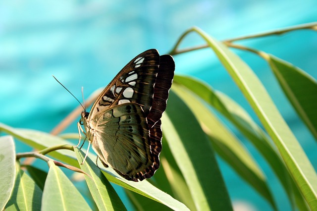 butterfly-730430_640