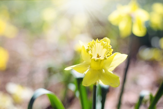 daffodil-1