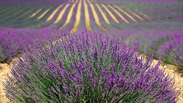 lavender2