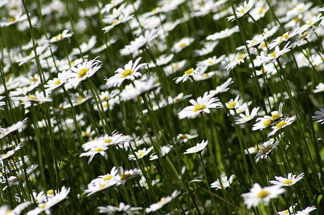 marguerite