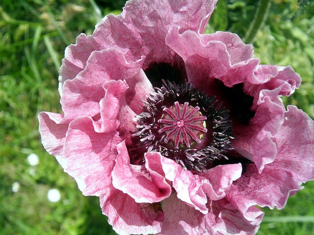 poppy-pink