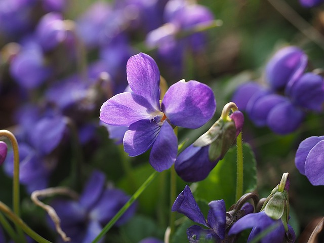 scented-violets